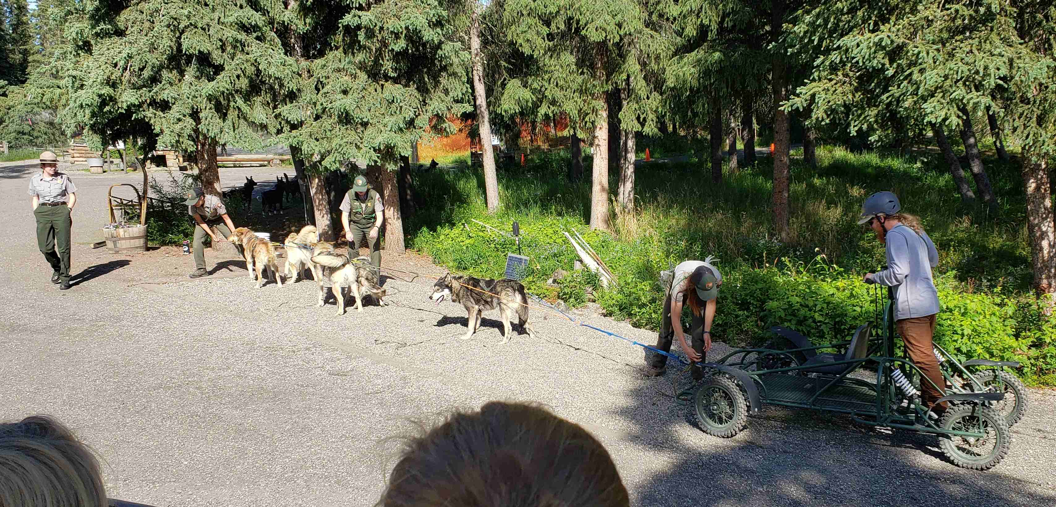 2019-06-16 Denali Sled Dogd.jpg